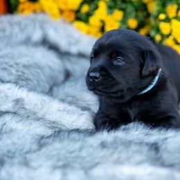 Boy 2 - Labrador Retriever puppy from Raley Retrievers
