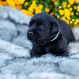 Boy 2 - Labrador Retriever puppy from Raley Retrievers