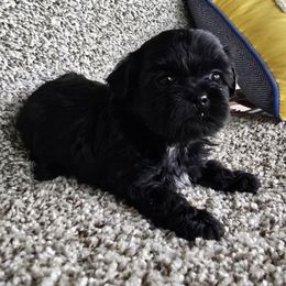 Black girl 2 - Black female Shihpoo puppy in Newark, Ohio from Gemini Kennels