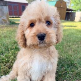 Everest with training - Red and white male Cockapoo puppy in Boonville, North Carolina from Doods & Dolls