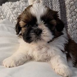 Serafina (Breeder Hold) - Red and white female Shih Tzu puppy in Riverside, California from Raincross Shih Tzu