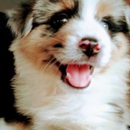 Miniature Australian Shepherds and Miniature Schnauzers from Blackbeard Schnauzers + Aussies
