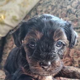 Luke - Black and tan male Yorkipoo puppy in Woodruff, Arizona from Desert Flower Breeders