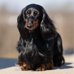 GCH CH Francesco - Dachshund