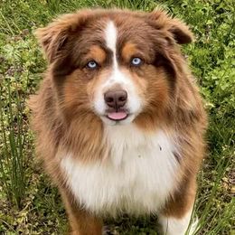 Miniature Australian Shepherds from Lakefront Acres