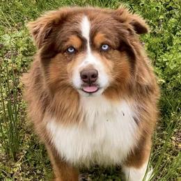 Miniature Australian Shepherds from Lakefront Acres