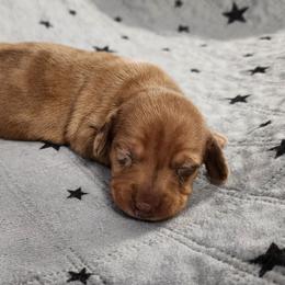 Holly - Dapple female Dachshund puppy in Anaconda, Montana from Williams Family Dachshunds