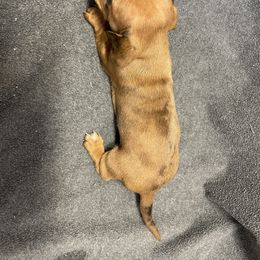 Dachshund Puppies from Waite's Dachshunds