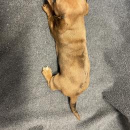 Dachshund Puppies from Waite's Dachshunds
