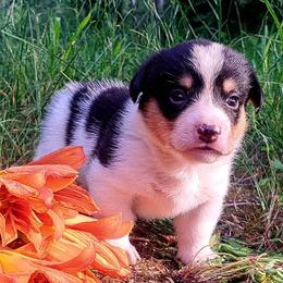 John Hancock - Black and white male American Corgi puppy in Gouverneur, New York from St. Lawrence Corgis