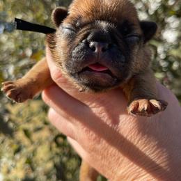 Cowboy - Fawn and white male French Bulldog puppy in Spanaway, Washington from Beloved Frenchies