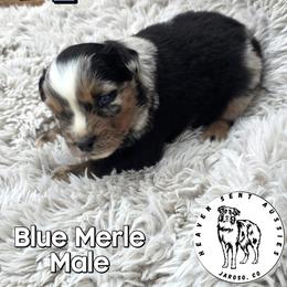 Ute - Blue merle male Miniature Australian Shepherd puppy in Jaroso, Colorado from Heaven Sent Aussies