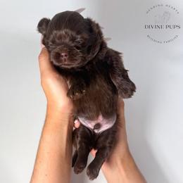 Franck - Chocolate male Shih Tzu puppy in League City, Texas from Divine Pups