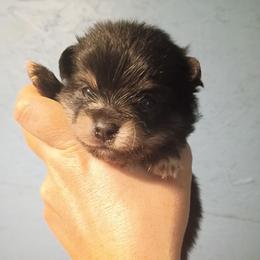 Red collar boy - Tri-colored male Pomeranian puppy in Parthenon, Arkansas from Michelle's Poms