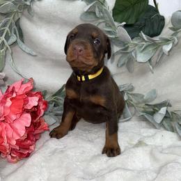 Storm - Red and rust female Doberman Pinscher puppy in Boyd, Texas from Team Feem Breeders