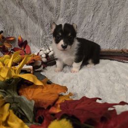 Raven - Black and tan female Pembroke Welsh Corgi puppy in Anton, Texas from X Bar's Lil Legs of Texas