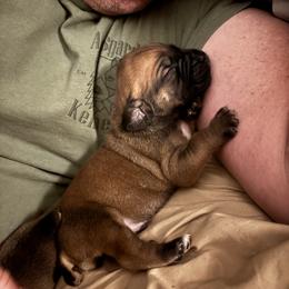 Male - Red male Boerboel puppy in Flemingsburg, Kentucky from Aussgardian Boerboels