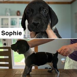 Sophie - Black roan female German Shorthaired Pointer puppy in Bethel Springs, Tennessee from Matilda’s Haus Kennel