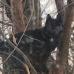 Star - Schipperke