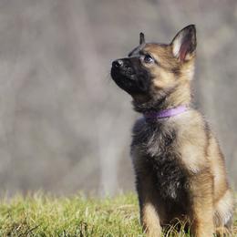 German Shepherd Puppies from My K9 Guardian