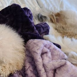 Aussiedoodle, Poodle, and Toy Australian Shepherd Puppies from Heartland Ranch