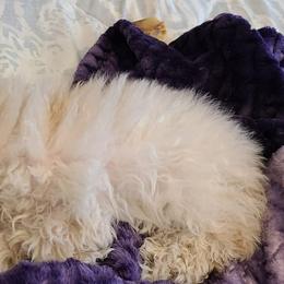 Aussiedoodle, Poodle, and Toy Australian Shepherd Puppies from Heartland Ranch