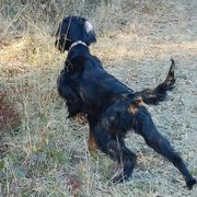 Nessie - Gordon Setter