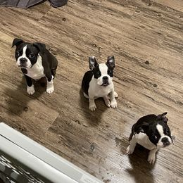 Boston Terrier Puppies from Bonze Boston Terriers