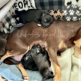 Chihuahuas from iChihuahuas Kennel