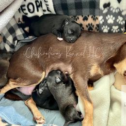 Chihuahuas from iChihuahuas Kennel