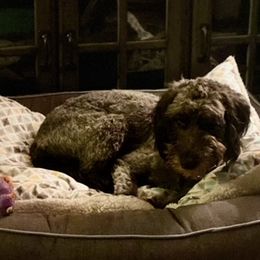 Goldendoodles and Poodles from Barbara Reagan