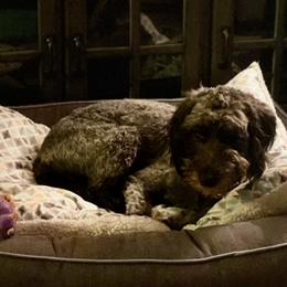 Goldendoodles and Poodles from Barbara Reagan