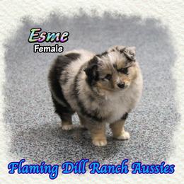 Esme - Blue merle female Toy Australian Shepherd puppy in Forestburg, Texas from Flaming Dill Ranch Aussies