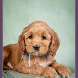 Michael - Red male Cockapoo puppy in Connersville, Indiana from Deaz Doodle Ranch