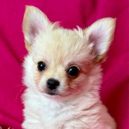 Mr Bean - Red and white male Chihuahua puppy in Corpus Christi, Texas from Doubletake Chihuahuas