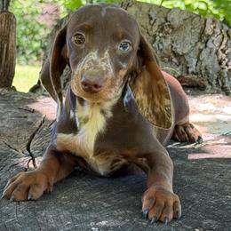Pixie - Dapple female Dachshund puppy in Industry, Illinois from KDKs Kennels