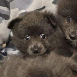 Jeanette - Blue female Pomeranian puppy in Mays Landing, New Jersey from KB Pom Pups