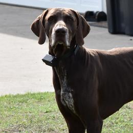 Gunner - German Shorthaired Pointer
