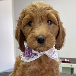 Labradoodles from Doodle Bug Love