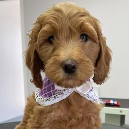 Labradoodles from Doodle Bug Love