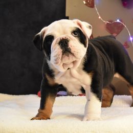 English Bulldog Puppies from Raise The Woof Bulldogs