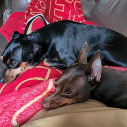 Miniature Pinschers from RTH Center