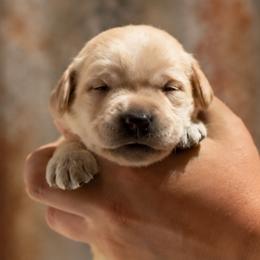 Green Collar - Yellow female Labrador Retriever puppy in Madison, Wisconsin from Meritrust Labradors
