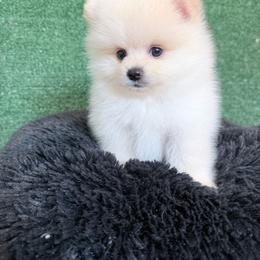 Boy 1 - Cream male Pomeranian puppy in Avondale, Arizona from Mely Pomlove