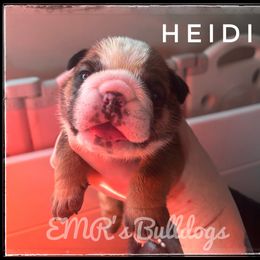 Heidi - Red and white female Bulldog puppy in Ranson, West Virginia from EMR’s Bulldogs