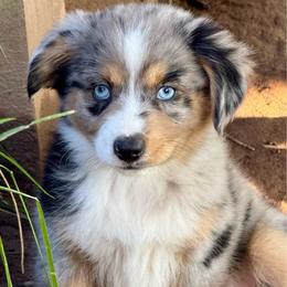 Freya - Blue merle female Miniature Australian Shepherd puppy in Patterson, North Carolina from DreamLine Aussies