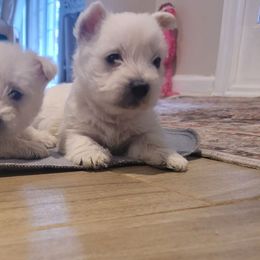 Winter boy 3 - White male West Highland White Terrier puppy in Hoschton, Georgia from AKC  Westie World