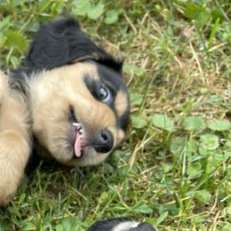 Dachshund Puppies from Willow River Dachshunds