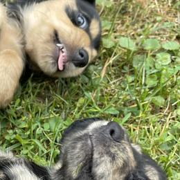 Dachshund Puppies from Willow River Dachshunds