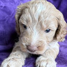 Marshmallow a.k.a. Mallow - Cream male Australian Labradoodle puppy in Bells, Texas from Sandcastle Labradoodles